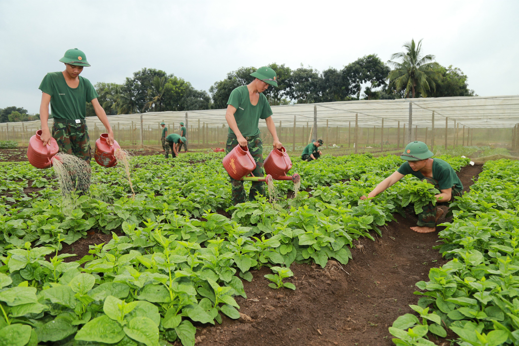 Ống kính bạn đọc: Xem bộ đội “trồng rau trên đá, nuôi cá trên đồi”